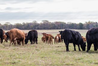 Four Pillars of Herd Health Success